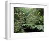 Broad Leaved Plants and Ferns Grow at Base of Dipterocarp Rainforest, Danum Valley, Malaysia-Lousie Murray-Framed Photographic Print