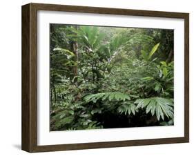 Broad Leaved Plants and Ferns Grow at Base of Dipterocarp Rainforest, Danum Valley, Malaysia-Lousie Murray-Framed Photographic Print