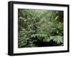 Broad Leaved Plants and Ferns Grow at Base of Dipterocarp Rainforest, Danum Valley, Malaysia-Lousie Murray-Framed Photographic Print