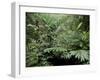 Broad Leaved Plants and Ferns Grow at Base of Dipterocarp Rainforest, Danum Valley, Malaysia-Lousie Murray-Framed Photographic Print