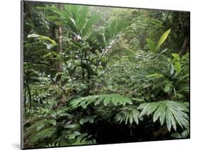 Broad Leaved Plants and Ferns Grow at Base of Dipterocarp Rainforest, Danum Valley, Malaysia-Lousie Murray-Mounted Photographic Print