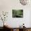 Broad Leaved Plants and Ferns Grow at Base of Dipterocarp Rainforest, Danum Valley, Malaysia-Lousie Murray-Photographic Print displayed on a wall