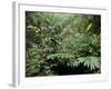 Broad Leaved Plants and Ferns Grow at Base of Dipterocarp Rainforest, Danum Valley, Malaysia-Lousie Murray-Framed Photographic Print