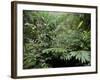 Broad Leaved Plants and Ferns Grow at Base of Dipterocarp Rainforest, Danum Valley, Malaysia-Lousie Murray-Framed Photographic Print