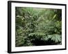 Broad Leaved Plants and Ferns Grow at Base of Dipterocarp Rainforest, Danum Valley, Malaysia-Lousie Murray-Framed Photographic Print