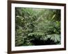 Broad Leaved Plants and Ferns Grow at Base of Dipterocarp Rainforest, Danum Valley, Malaysia-Lousie Murray-Framed Photographic Print