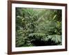 Broad Leaved Plants and Ferns Grow at Base of Dipterocarp Rainforest, Danum Valley, Malaysia-Lousie Murray-Framed Photographic Print