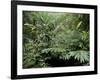 Broad Leaved Plants and Ferns Grow at Base of Dipterocarp Rainforest, Danum Valley, Malaysia-Lousie Murray-Framed Photographic Print