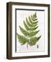 Broad Prickly-Toothed Buckler Fern, Painted at Brantwood, 6/7th December 1857-William James Linton-Framed Giclee Print