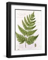 Broad Prickly-Toothed Buckler Fern, Painted at Brantwood, 6/7th December 1857-William James Linton-Framed Giclee Print