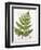 Broad Prickly-Toothed Buckler Fern, Painted at Brantwood, 6/7th December 1857-William James Linton-Framed Giclee Print