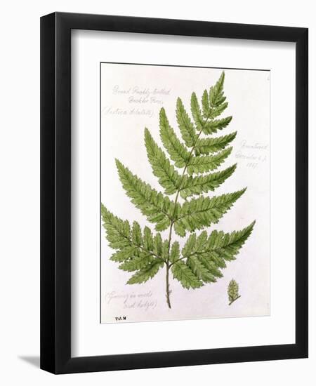 Broad Prickly-Toothed Buckler Fern, Painted at Brantwood, 6/7th December 1857-William James Linton-Framed Giclee Print