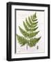 Broad Prickly-Toothed Buckler Fern, Painted at Brantwood, 6/7th December 1857-William James Linton-Framed Giclee Print