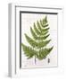 Broad Prickly-Toothed Buckler Fern, Painted at Brantwood, 6/7th December 1857-William James Linton-Framed Giclee Print