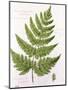Broad Prickly-Toothed Buckler Fern, Painted at Brantwood, 6/7th December 1857-William James Linton-Mounted Giclee Print