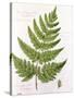 Broad Prickly-Toothed Buckler Fern, Painted at Brantwood, 6/7th December 1857-William James Linton-Stretched Canvas