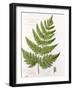 Broad Prickly-Toothed Buckler Fern, Painted at Brantwood, 6/7th December 1857-William James Linton-Framed Giclee Print