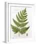 Broad Prickly-Toothed Buckler Fern, Painted at Brantwood, 6/7th December 1857-William James Linton-Framed Giclee Print