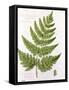 Broad Prickly-Toothed Buckler Fern, Painted at Brantwood, 6/7th December 1857-William James Linton-Framed Stretched Canvas