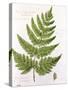 Broad Prickly-Toothed Buckler Fern, Painted at Brantwood, 6/7th December 1857-William James Linton-Stretched Canvas