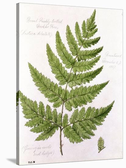 Broad Prickly-Toothed Buckler Fern, Painted at Brantwood, 6/7th December 1857-William James Linton-Stretched Canvas