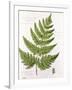 Broad Prickly-Toothed Buckler Fern, Painted at Brantwood, 6/7th December 1857-William James Linton-Framed Giclee Print