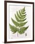 Broad Prickly-Toothed Buckler Fern, Painted at Brantwood, 6/7th December 1857-William James Linton-Framed Giclee Print