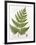 Broad Prickly-Toothed Buckler Fern, Painted at Brantwood, 6/7th December 1857-William James Linton-Framed Giclee Print