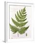 Broad Prickly-Toothed Buckler Fern, Painted at Brantwood, 6/7th December 1857-William James Linton-Framed Giclee Print