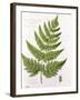 Broad Prickly-Toothed Buckler Fern, Painted at Brantwood, 6/7th December 1857-William James Linton-Framed Giclee Print