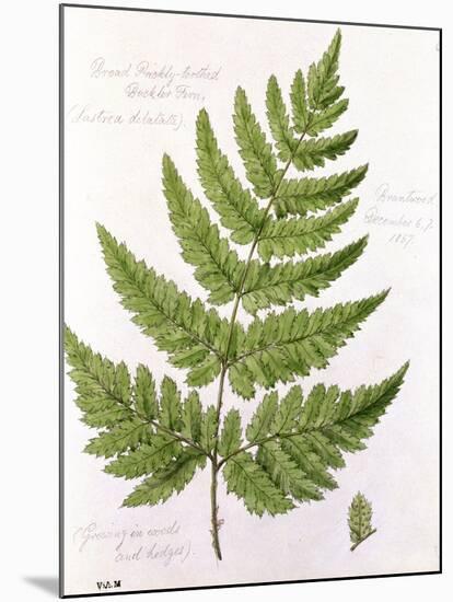 Broad Prickly-Toothed Buckler Fern, Painted at Brantwood, 6/7th December 1857-William James Linton-Mounted Giclee Print