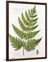 Broad Prickly-Toothed Buckler Fern, Painted at Brantwood, 6/7th December 1857-William James Linton-Framed Giclee Print