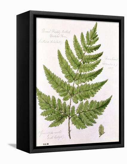 Broad Prickly-Toothed Buckler Fern, Painted at Brantwood, 6/7th December 1857-William James Linton-Framed Stretched Canvas