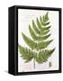 Broad Prickly-Toothed Buckler Fern, Painted at Brantwood, 6/7th December 1857-William James Linton-Framed Stretched Canvas