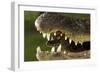 Broad Snouted Caiman (Caiman Latirostris) Baby In Mothers Mouth Being Carried From Nest-Mark Macewen-Framed Photographic Print