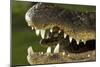 Broad Snouted Caiman (Caiman Latirostris) Baby In Mothers Mouth Being Carried From Nest-Mark Macewen-Mounted Photographic Print