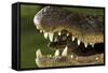 Broad Snouted Caiman (Caiman Latirostris) Baby In Mothers Mouth Being Carried From Nest-Mark Macewen-Framed Stretched Canvas