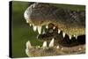 Broad Snouted Caiman (Caiman Latirostris) Baby In Mothers Mouth Being Carried From Nest-Mark Macewen-Stretched Canvas