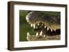 Broad Snouted Caiman (Caiman Latirostris) Baby In Mothers Mouth Being Carried From Nest-Mark Macewen-Framed Photographic Print