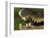 Broad Snouted Caiman (Caiman Latirostris) Baby In Mothers Mouth Being Carried From Nest-Mark Macewen-Framed Photographic Print