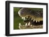 Broad Snouted Caiman (Caiman Latirostris) Baby In Mothers Mouth Being Carried From Nest-Mark Macewen-Framed Premium Photographic Print