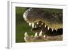 Broad Snouted Caiman (Caiman Latirostris) Baby In Mothers Mouth Being Carried From Nest-Mark Macewen-Framed Photographic Print