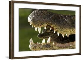 Broad Snouted Caiman (Caiman Latirostris) Baby In Mothers Mouth Being Carried From Nest-Mark Macewen-Framed Photographic Print