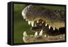 Broad Snouted Caiman (Caiman Latirostris) Baby In Mothers Mouth Being Carried From Nest-Mark Macewen-Framed Stretched Canvas