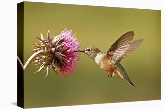 Broad-Tailed Hummingbird Female (Selasphorus Platycercus)-Donyanedomam-Stretched Canvas