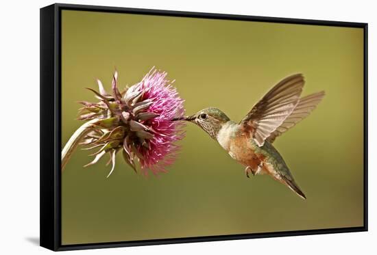 Broad-Tailed Hummingbird Female (Selasphorus Platycercus)-Donyanedomam-Framed Stretched Canvas