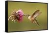 Broad-Tailed Hummingbird Female (Selasphorus Platycercus)-Donyanedomam-Framed Stretched Canvas