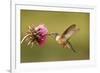 Broad-Tailed Hummingbird Female (Selasphorus Platycercus)-Donyanedomam-Framed Photographic Print