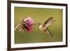 Broad-Tailed Hummingbird Female (Selasphorus Platycercus)-Donyanedomam-Framed Photographic Print