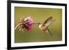 Broad-Tailed Hummingbird Female (Selasphorus Platycercus)-Donyanedomam-Framed Photographic Print